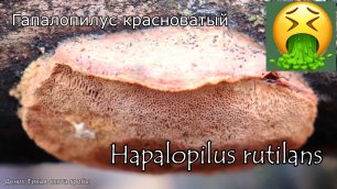 Гриб вызывающий нарушения ЦНС - Гапалопилус красноватый | Hapalopilus rutilans