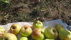 Сорт яблок Скифское золото