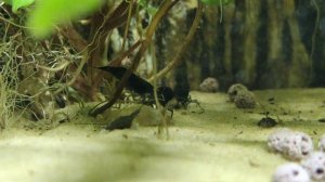 Нано аквариум с креветками. 2 месяца после запуска. Кормление анциструсов и креветок .