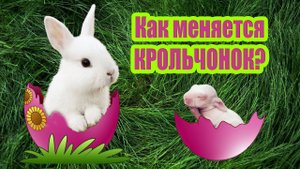 30 дней за 1 минуту (как растёт кролик)