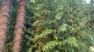 Санаторий Беларусь Сочи. Обзор. Январь 2023