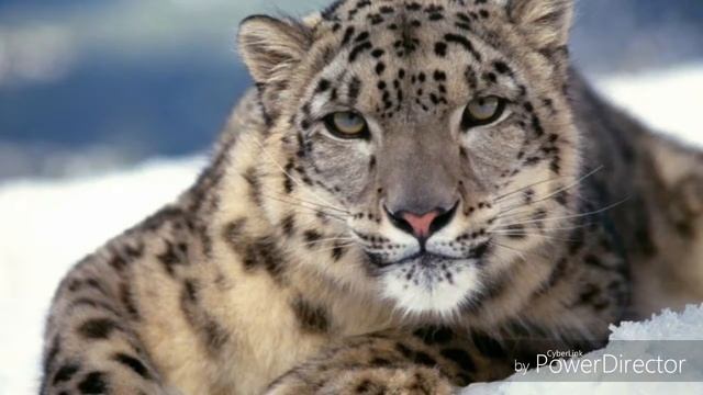 Кошки в красной книге смотреть онлайн