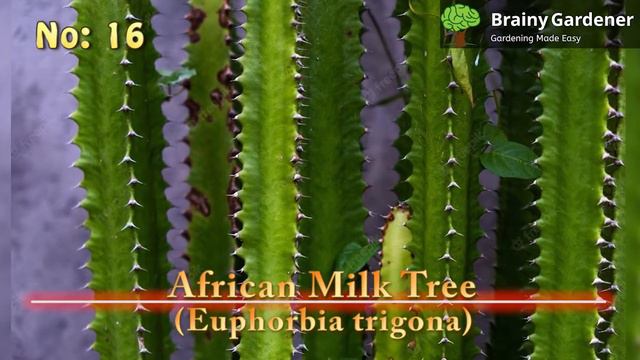 30 Unique Succulents With Unusual Colors and Shapes смотреть онлайн