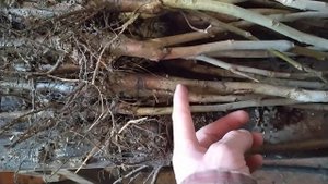 ГРЕЦКИЙ ОРЕХ . ПРИВИВКА . ПОДВОЙ ...