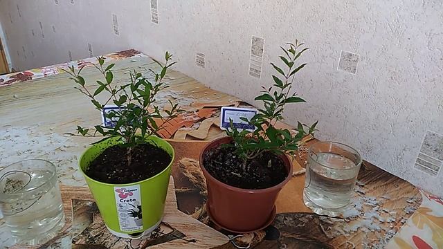 Полив комнатных растений чесночной водой, сравниваем результат!