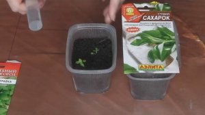 САМЫЙ ЛУЧШИЙ ЗАМЕНИТЕЛЬ САХАРА ВЫРАЩИВАЕМ САМИ ШАГ 2