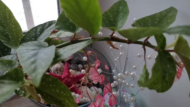 Сциндапсусы, Пеперомии, Бегония Тамайя #сциндапсус #эпипремнум #пеперомии #бегония #бегониятамайя смотреть онлайн