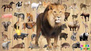 Үй және жабайы жануарлары | Жануарлар дауыстары | Жануарлар жинағы | Звуки  животных | Animals