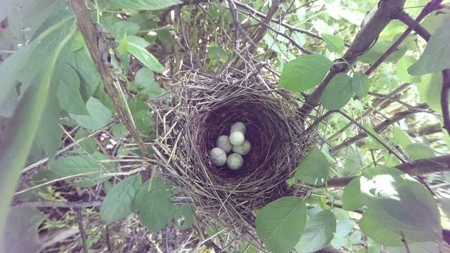 Славка Ястребиная 160613 3 в терне 0615 подброс яйца болтуна синицы 5