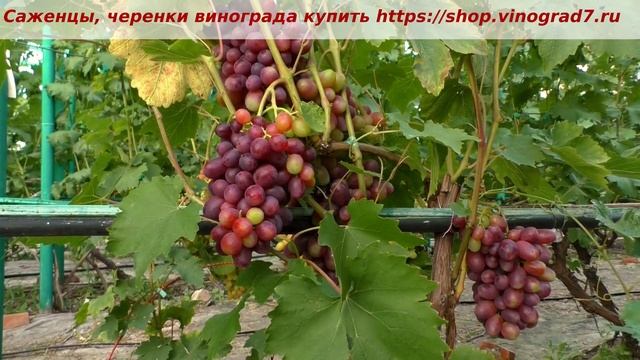 25 июля и ультраранний виноград Бешевский- сахаристость, размер ягод, морозовыносливость. Пузенко смотреть онлайн
