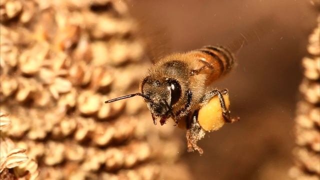 9 Самых Ядовитых Насекомых, Которых Лучше не Трогать