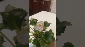 Ле-коко Шанель, распустилась новая молодая фиалка.