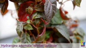 Hydrangea anomala 'Winter Surprise' - Pépinières TRAVERS - Spécialiste des plantes grimpantes