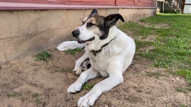 Готовим ШАШЛЫК на углях/ДОМАШНЯЯ АДЖИКА/БЫСТРО, ПРОСТО/Дача