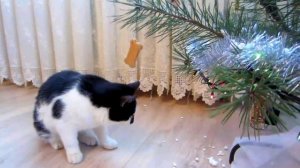 НОВОГОДНИЙ ВЫПУСК! ПОЗДРАВЛЕНИЕ НА НОВЫЙ ГОД! КОТ МАЛЫША И КОШКА РЫЖУЛЯ! Веселая семейка котов