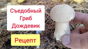 Гриб дождевик или дедушкин табак.