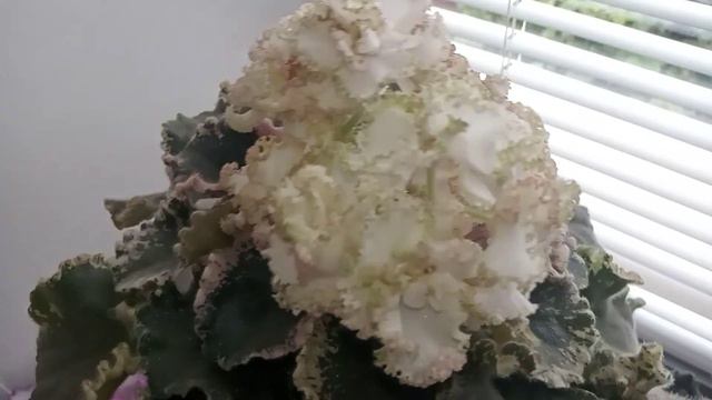 МНОГИЕ  ЕЕ БОЯТСЯ  ! ОЧЕНЬ СЛОЖНАЯ  НО КРАСИВАЯ !ВОТ ЧТО ВЫШЛО С ПАСЫНКА ! смотреть онлайн