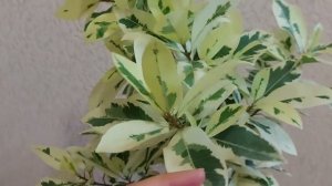 Фикус Microcarpa Albomarginata