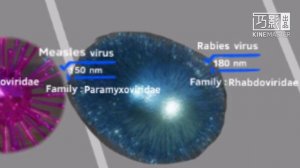 ULTIMATE SIZE COMPARISON (PART 1 - PART 5)