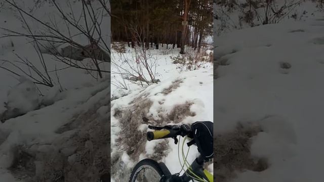 Незаконная свалка снега ,грязи и опиленных деревьев рядом с микрорайоном*Солнечный*.