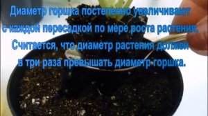 При посадке фиалок надо учитывать размер горшка.