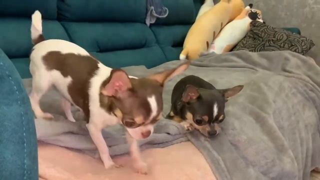 Всем доброго вечера и волшебных снов. смотреть онлайн