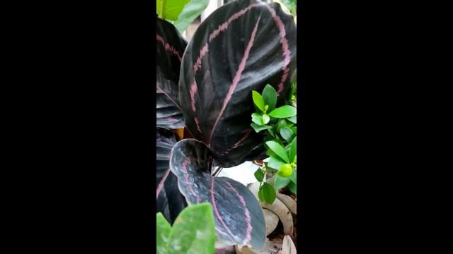 Review on plants from Ugaao.com