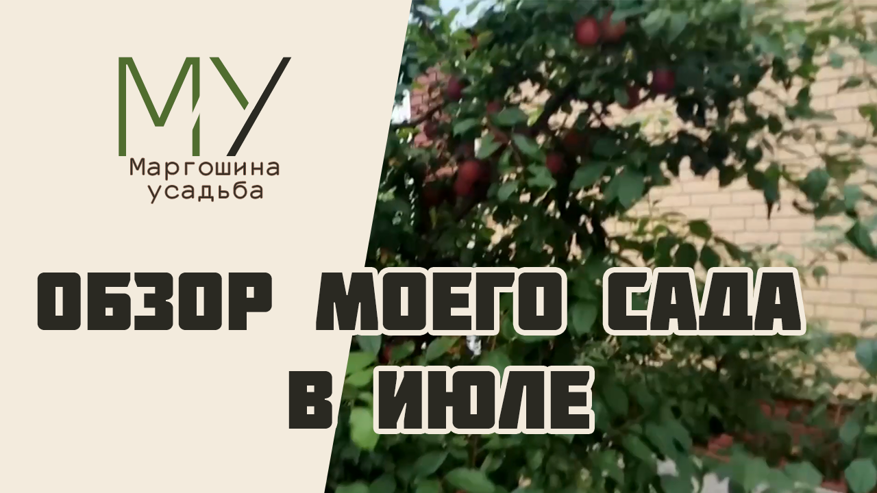 Обзор моего сада в июле
