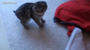 Funny Cats And Kittens Meowing Compilation 2015 || NEW