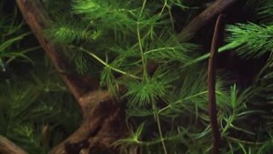 Пугливая рыбка микрорасбора галактика и креветки кровавая мери.