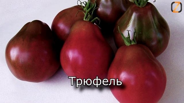 Самые сладкие сорта томатов
