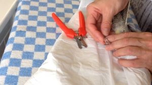 Как и чем подстричь когти попугаю. Кореллы. Стрижем двум птенцам. Разные щипцы