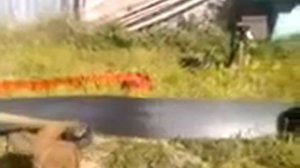Видео испытания ленты бордюрной триммером для стрижки газонов