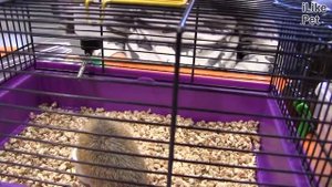 Иглистая  мышь Условия содержания на ilikepet