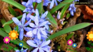 Сцилла. Краткий обзор: Сцилла описание характеристик, где купить луковицы