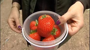 Земляничный сезон в садовой фирме"Виктория" открыт !