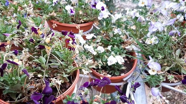 Viola Molly Sanderson / Pensamiento Negro / Viola cornuta Molly Sanderson смотреть онлайн