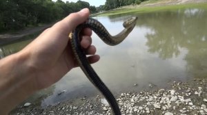 Уж водяной natrix tessellata