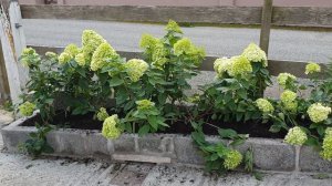 Hydrangea paniculata limelght update