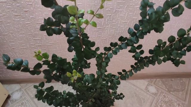 Чилийский мирт Лума/ Лума остроконечная/ Luma Apiculata. Мирт, уход и содержание.