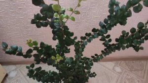 Чилийский мирт Лума/ Лума остроконечная/ Luma apiculata. Мирт, уход и содержание.