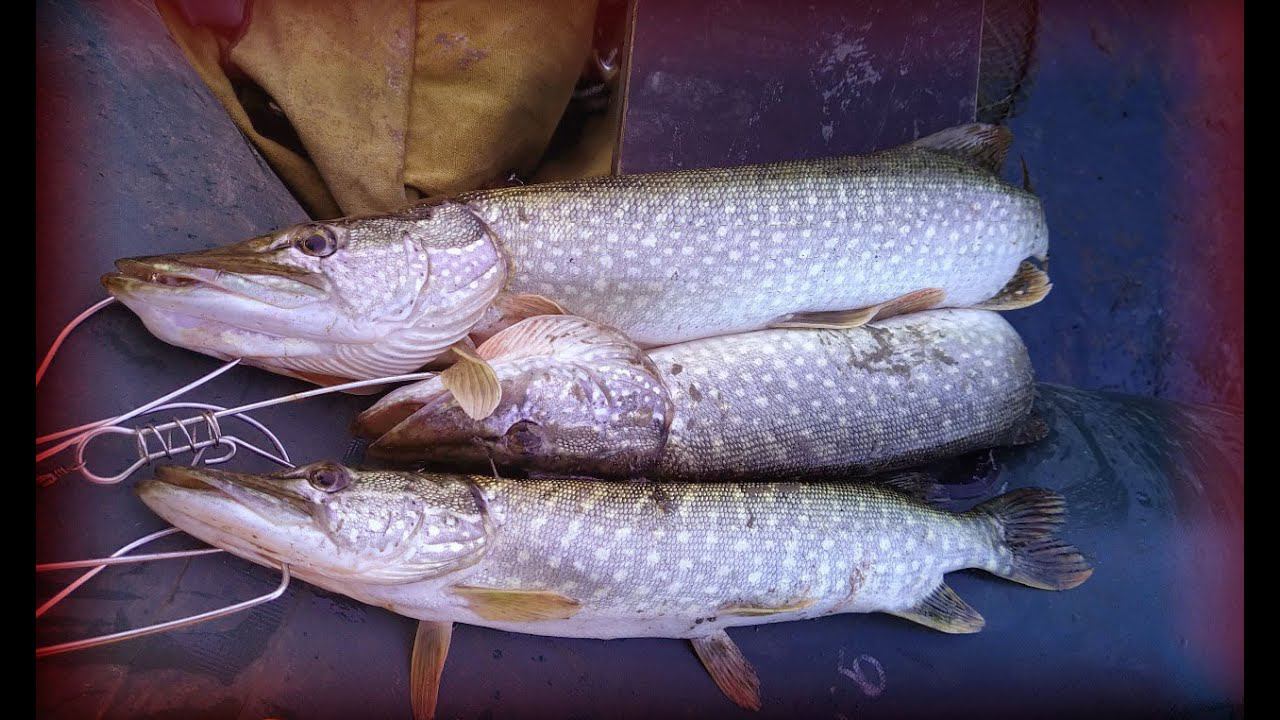 Приятная вечерняя рыбалка на спиннинг Река Омь смотреть онлайн