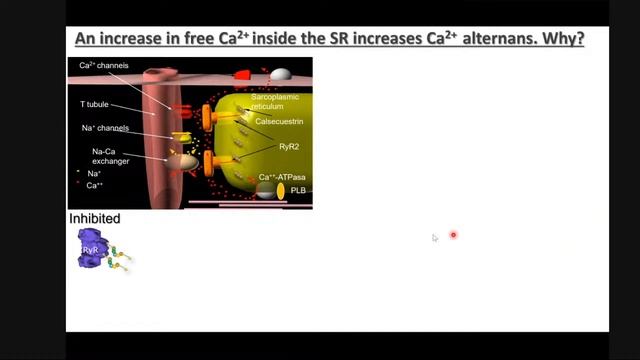 Thermodynamic analysis of T-wave alternans using fluorescence local field optical mapping (FLOM) смотреть онлайн