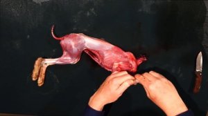 How to Skin & Butcher a Rabbit / Hare for the Table