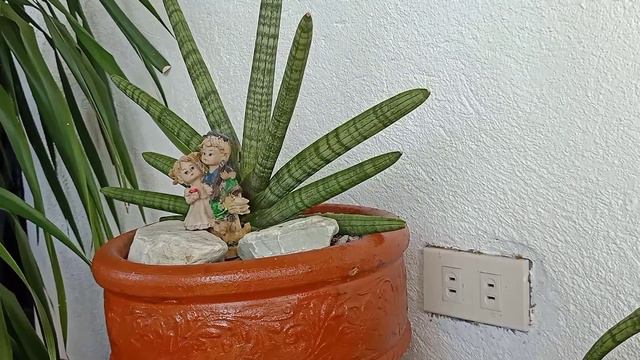 Snake Plants BONSEL/BALLYI смотреть онлайн