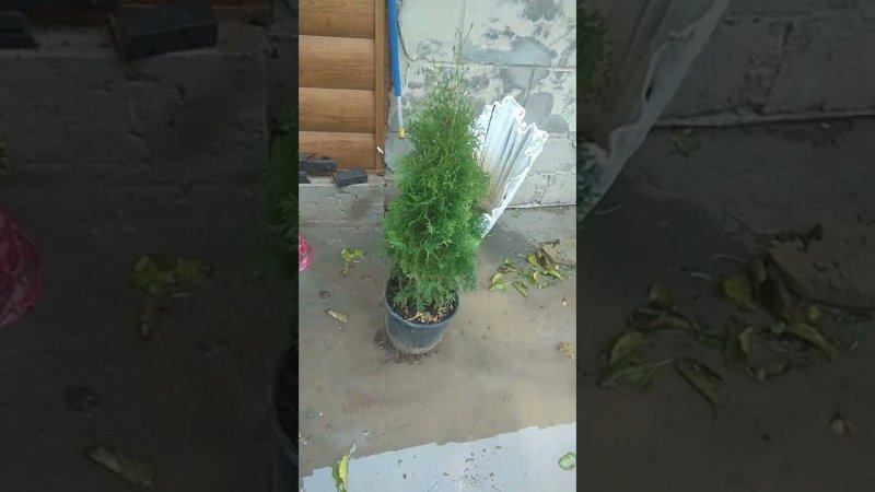 Купила новые растения для сада