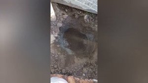 Осенняя пересадка плетистой розы Пилигрим