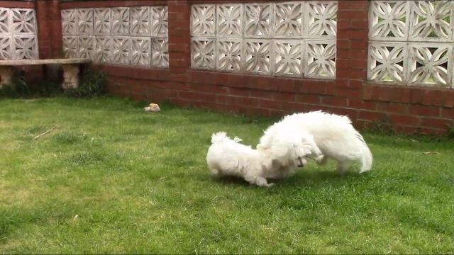 Angus & Islay - have a stick - 16/7/16 [Canon R66 HD] смотреть онлайн