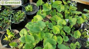 Брунера крупнолистная