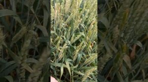пошли корневые гнили по пшенице 14.06.2023